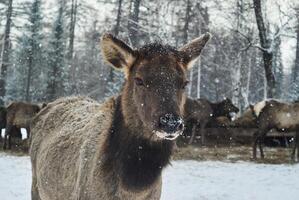 fawn på en rådjur bruka i vinter- foto