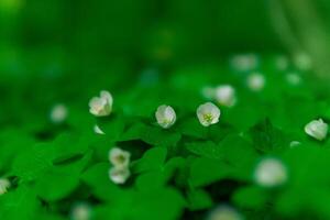 mycket liten blomma av trä ängssyra i de skog undervegetation på en mild suddig bakgrund foto