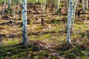 trädbevuxen mosse, våtmarks landskap med björk skogar på en torv foto