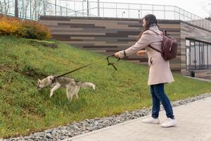 ung kvinna promenader med en hund vem hittades något på de gräsmatta foto