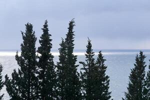 cypresser på de bakgrund av de vinter- hav foto