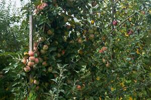 rosa äpplen mogna på en träd i ett frukt plantage foto