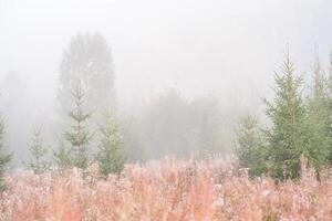 höst skog glänta i de morgon- dimma foto