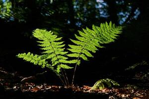 ormbunke ljust belyst förbi en solstråle i de mitten av en mörk skog undervegetation foto