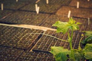 ung vin av gurkor på en bakgrund av suddigt brickor med plantor foto