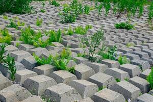 terräng täckt med flexibel betong matta till förhindra erosion, lagd på de jord, med växter växande genom den foto