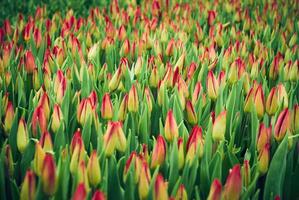 blommig bakgrund - fält av oöppnad tulpaner foto