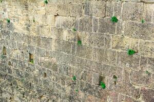 vägg av ett gammal slott med gräs växande i de sprickor av de murverk foto