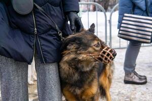 rädd munkorgad hund trycker på till de ägare ben utomhus- foto