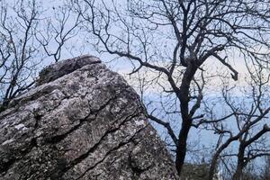 grå knäckt sten mitt i suddigt vinter- träd och hav foto
