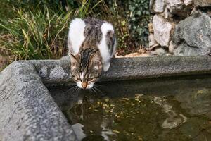 herrelös katt drycker från en sten slå samman i ett gammal parkera foto