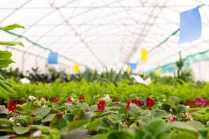 suddig interiör av ett industriell växthus med blommor foto