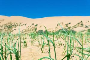 stjälk av vild flingor gräs växa från sand efter regn i de öken- foto