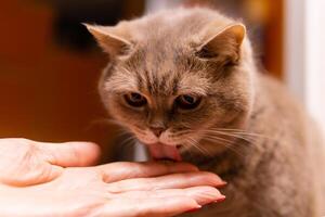 skott hetero katt slickar de medicinsk klistra från de finger av dess ägare foto