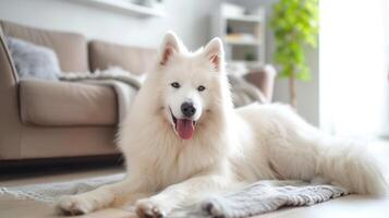 ai genererad förtjusande samojed hund i modern levande rum foto