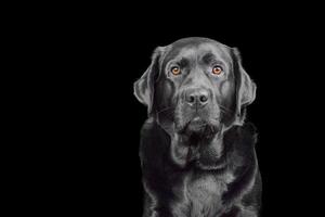 studio porträtt av en renrasig labrador retriever hund. en sällskapsdjur hund på en svart bakgrund. foto