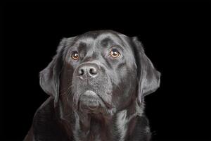 svart labrador retriever ser upp. vuxen hund porträtt på en svart bakgrund. en sällskapsdjur, ett djur. foto