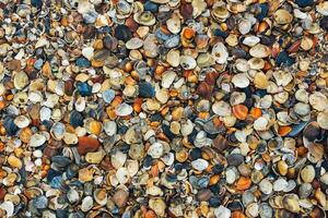 bakgrund, textur - strand av färgrik hav skal foto