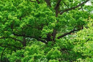 grenar och lövverk av en enorm ek foto