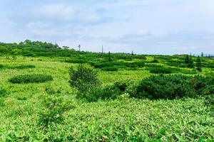 naturlig berg landskap på kunashir ö, delvis suddig, fokus på närliggande blomning gräs och bambu stjälkar foto
