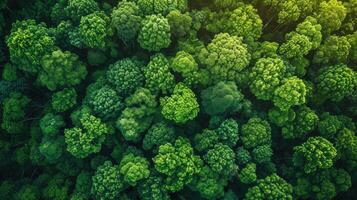 ai genererad antenn topp se skog träd, regnskog ekosystem och friska miljö begrepp bakgrund, textur av grön träd skog se från ovan, skön soluppgång över de bergen foto