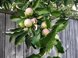 grön äpplen på träd redo till vara skördas. mogen grön äpple frukt i äpple fruktträdgård. selektiv fokus. foto