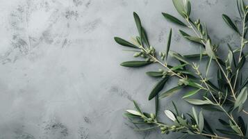 ai genererad vild oliv grenar på grå bakgrund. kopia Plats foto
