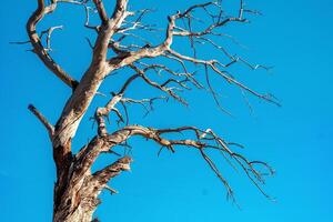torr träd på en bakgrund av blå himmel foto