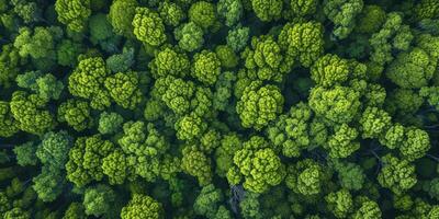 ai genererad de elasticitet av natur i de ansikte av miljö- utmaningar. de regenerativ kraft av ekosystem, betona de betydelse av skyddande och återställa vår planet foto