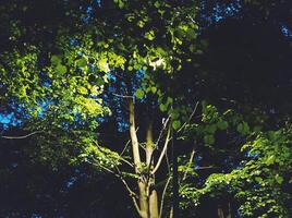 kväll landskap i de parkera, de ljus från de lykta lyser på de grön löv foto