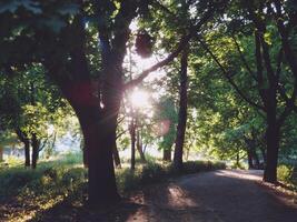 en skön se av en parkera med träd och en ljus Sol lysande genom de grenar foto
