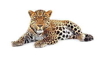 ai genererad leopard isolerat på vit bakgrund foto