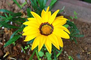 gazania rigens ibland kallad skatt blomma, är en arter av blommande växt i de familj asteraceae, inföding till kust områden av sydlig afrika. foto