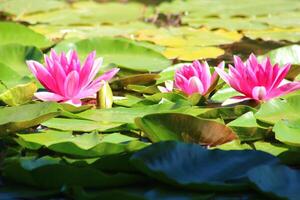 färgrik lotus blomma ovan de sjö. nelumbo är en släkte av vatten- växter med stor, prålig blommor. foto