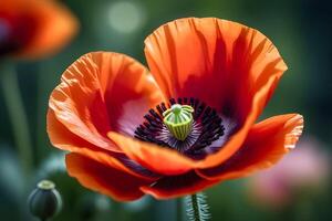 ai genererad stänga upp se av en röd vallmo blomma blomning i trädgård under vår foto