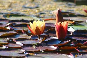 färgrik lotus blomma ovan de sjö. nelumbo är en släkte av vatten- växter med stor, prålig blommor. foto