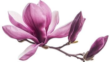 ai genererad lila magnolia blomma, magnolia Felix isolerat på vit bakgrund foto