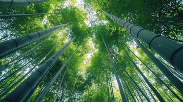 ai genererad låg vinkel se av träd växande i bambu lund foto