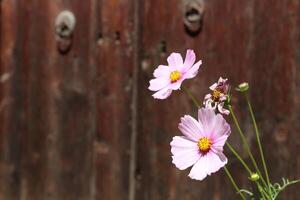 kosmos bipinnatus, vanligen kallad de trädgård kosmos eller mexikansk aster foto