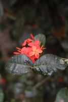 röd blomma med små petoles. foto