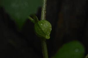 ciplukan växter den där växa i hedar, torr ris fält och runt om skogar. växter med de latin namn physalis angulata och physalis minima. utlänningar ring upp dem murkla bär. medicinsk växter foto