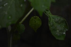 ciplukan växter den där växa i hedar, torr ris fält och runt om skogar. växter med de latin namn physalis angulata och physalis minima. utlänningar ring upp dem murkla bär. medicinsk växter foto