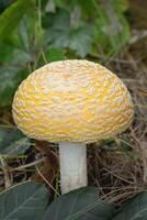 närbild av en amanita muscaria svamp foto