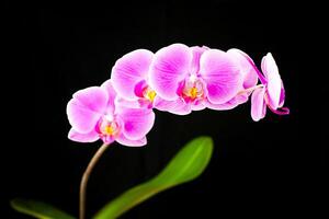 kvist av lila phalaenopsis orkide på en svart bakgrund. selektiv fokus. närbild. foto