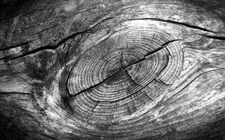 textur av gammal trä med sprickor. naturlig bakgrund. närbild. selektiv fokus. foto