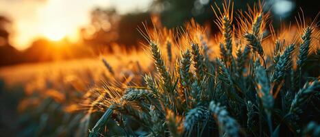 ai genererad ung grön vete öron rörd förbi de mjuk ljus av gryning, prickad med morgon- dagg foto