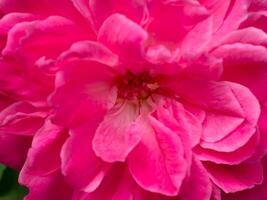 mörk rosa av damast- reste sig blomma. foto