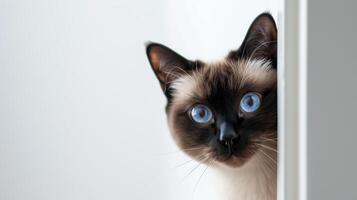 ai genererad siamese katt kikar runt om hörn 8 foto