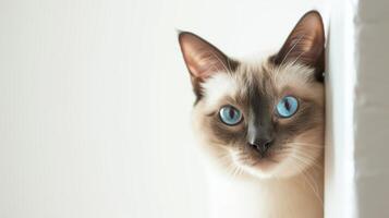 ai genererad siamese katt kikar runt om hörn 2 foto