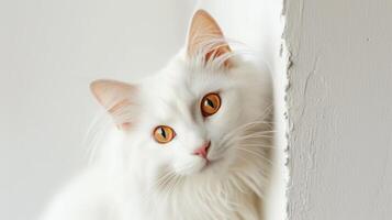 turkiska angora katt kikar runt om hörn 3 foto